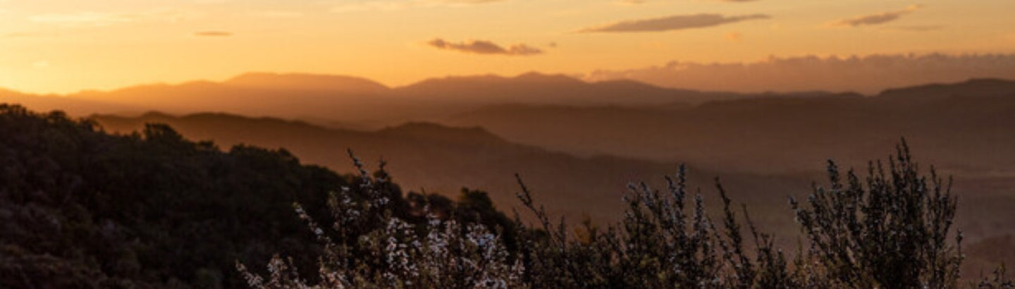 Only the real gold of New Zealand