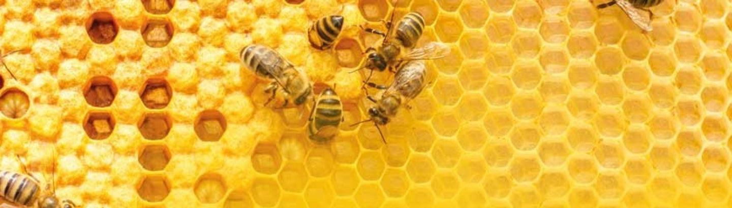 The Truth about honey